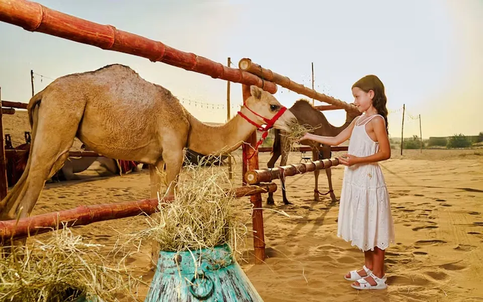Camel Ride, Falcon and Henna Experiences